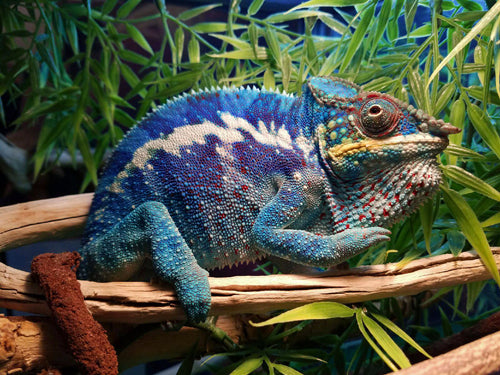 Krystal Blue Persuasion