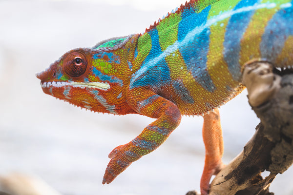 Itso-triombe (AKA Green Giant)