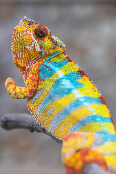 Au-mirongatra (AKA Gold Rush)