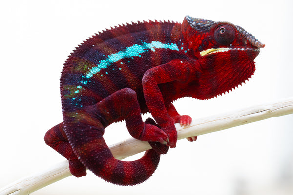 Lelafo (AKA Inferno)