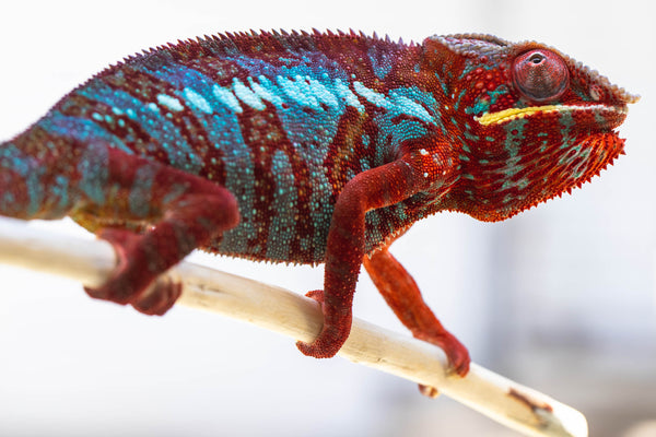 Midorehitra-mpanjaka (AKA Crimson King)