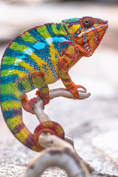 Mpiambina (AKA Watchman)