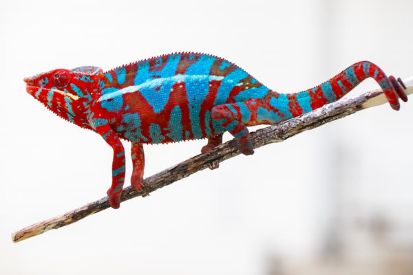 Ny-nofy (AKA The Dream)