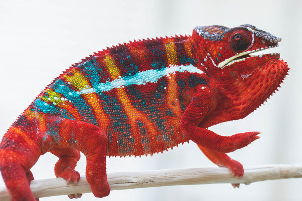 Mamonja-reampy (AKA Dream Catcher)