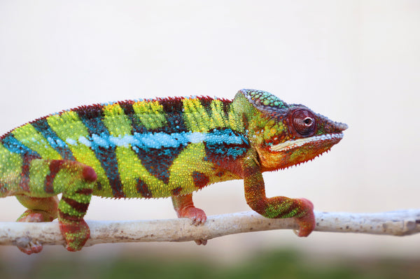 Manome-toky (AKA Promise Keeper)