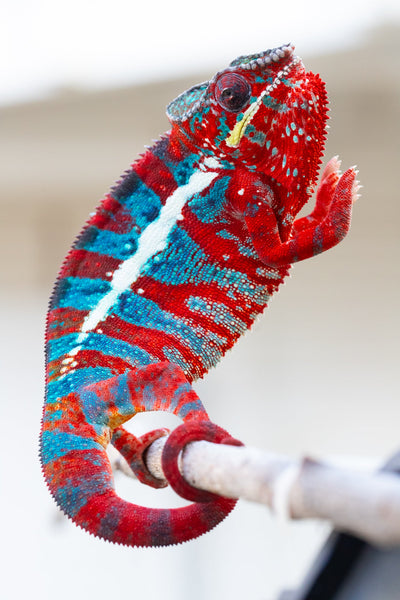 Kanety-loha (AKA Marble Head)