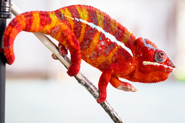 Mena-filoha (AKA Red Head)