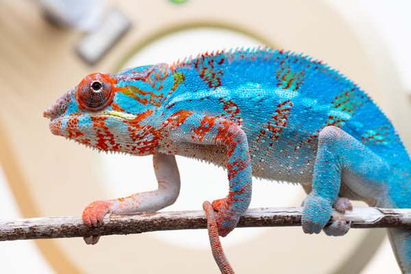 Mimona-Fredy (AKA Ready Freddy)