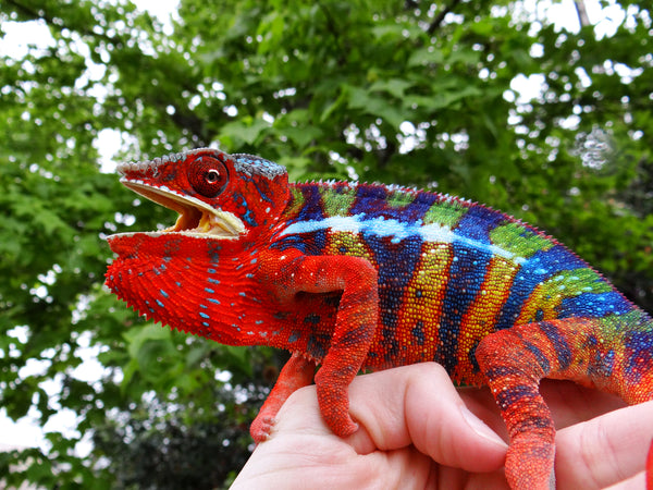 Mirana-isa (AKA Radiant One)