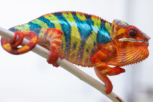 Mirana-lelafo (AKA Radiant Flame)