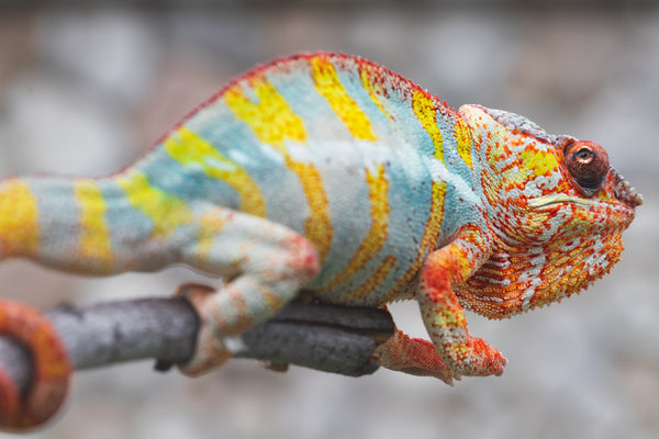 Ingahy-mahagaga (AKA Mr Wonderful)