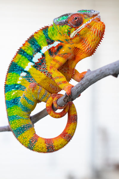 Manalina-vorombozaka (AKA Nite Owl)