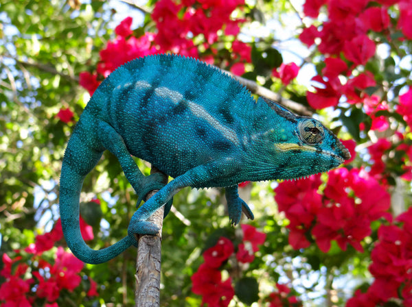 Olwe - Nosy Be Breeder here at Kammerflage Kreations