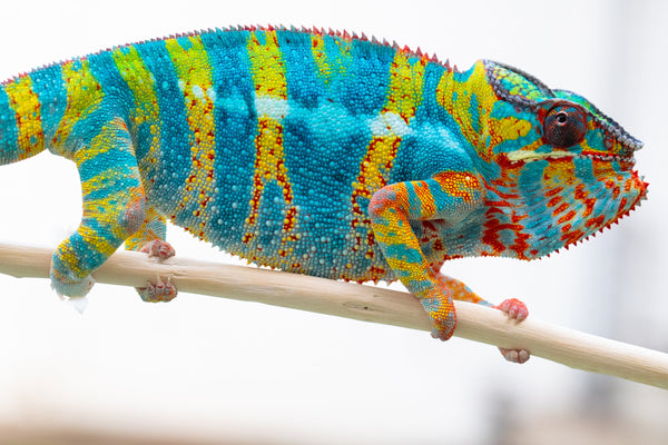 Fandra Manody-volana (AKA Pineapple Express)