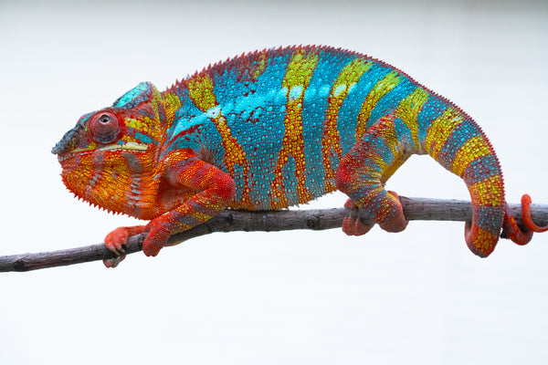 Fandra-mahamay (AKA Pineapple Sun)