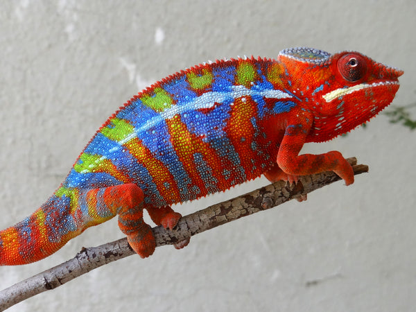 Polisy-menapina (AKA Agent Orange)