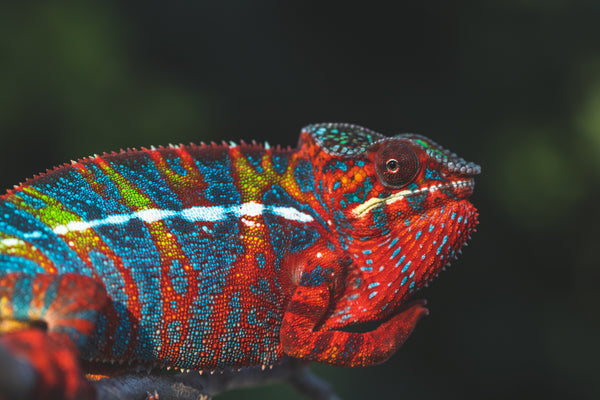 Lanina-tokana (AKA Chosen One)