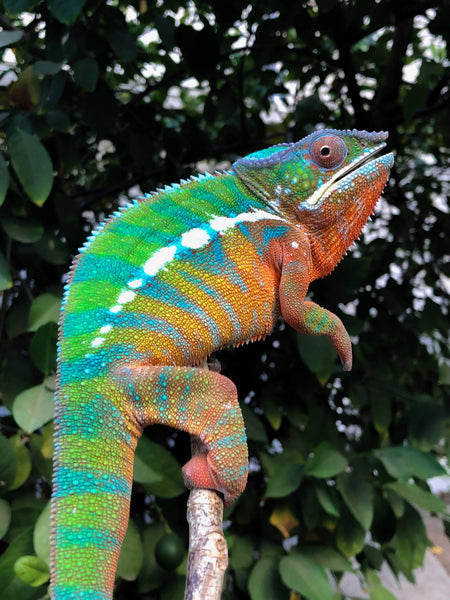 Ramijaingy (AKA Grasshopper)