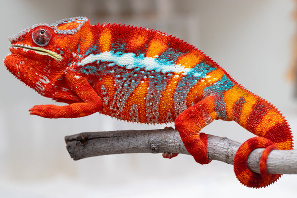 Ranomandry-afo (AKA Ice Fire)