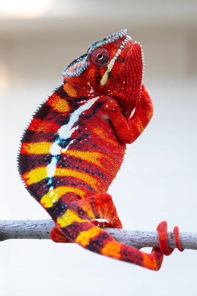 Roborobo-ony (AKA Flaming River)