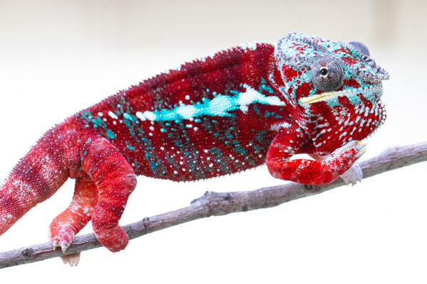 Ron Mangatrakatraka (AKA Ron Burgundy)