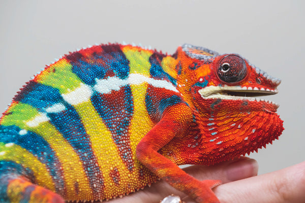 Samihafa-mangaro (AKA Special Blend)