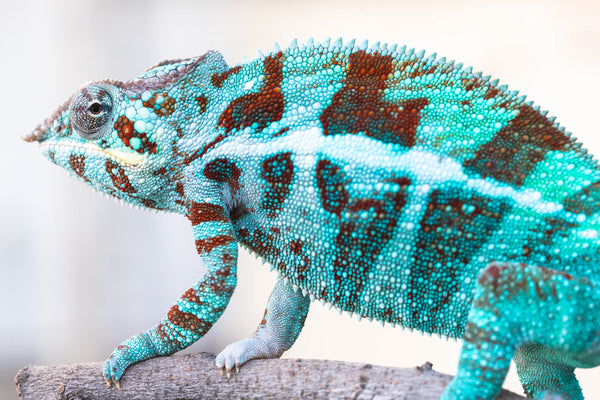 Smokey Robinson…IS a Miracle!