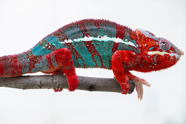 Kilalaon-afo (AKA Spark)