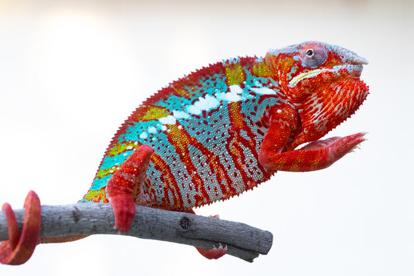 Tefy-olana Zandry (AKA Iron Man Jr)