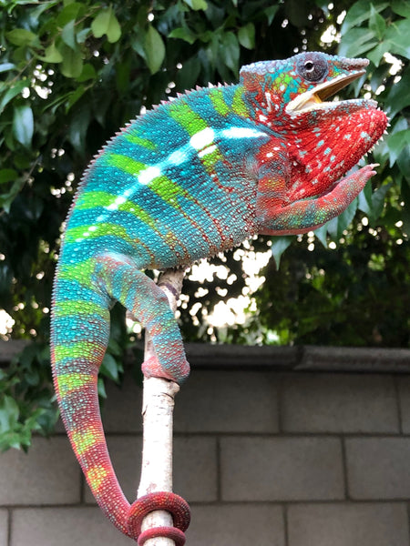 Tena-rambahina (AKA Body Snatcher)