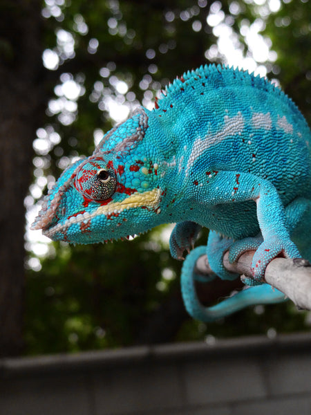 Thufir Hawat - Nosy Be Breeder here at Kammerflage Kreations