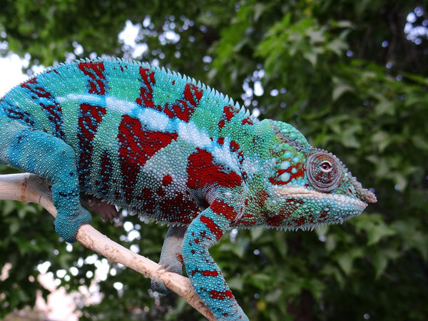 Turambar - Ambanja Breeder here at Kammerflage Kreations