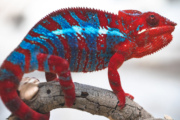 Varatra (AKA Thunderbolt)