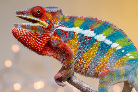 Holdbacks/Individuals: LAST EVER Ambilobe offspring from "Ankavia" (AKA Lefty) x "Nala-andriana" (AKA Scorpion Queen) - Hatched July 2025 - Male #4