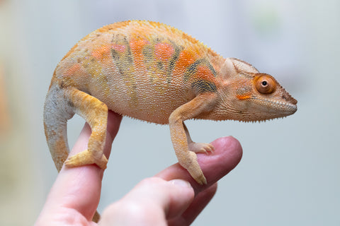 Holdbacks/Individuals: Ambilobe offspring from Angana-landy (AKA Blue Silk) x Diamondra (AKA Diamond) - Hatched May 2024 - Female #1