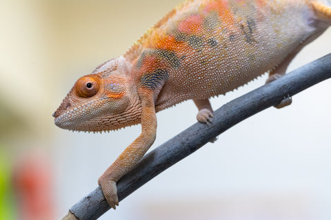 Holdbacks/Individuals: Ambilobe offspring from Angana-landy (AKA Blue Silk) x Diamondra (AKA Diamond) - Hatched May 2024 - Female #1