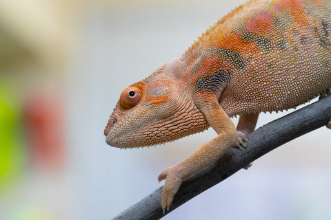 Holdbacks/Individuals: Ambilobe offspring from Angana-landy (AKA Blue Silk) x Diamondra (AKA Diamond) - Hatched May 2024 - Female #1