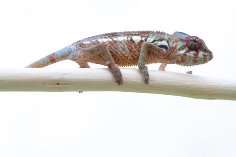 Holdbacks/Individuals: Ambilobe offspring from "Ankavia" (AKA Lefty) x "Amparasily" (AKA Silky) - Hatched November 2024 - Female #1