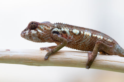 Holdbacks/Individuals: Ambilobe offspring from "Ankavia" (AKA Lefty) x "Amparasily" (AKA Silky) - Hatched November 2024 - Female #1