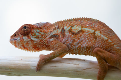 Holdbacks/Individuals: Ambilobe offspring from "Ankavia" (AKA Lefty) x "Amparasily" (AKA Silky) - Hatched November 2024 - Female #2