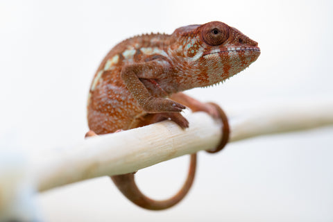 Holdbacks/Individuals: Ambilobe offspring from "Ankavia" (AKA Lefty) x "Amparasily" (AKA Silky) - Hatched November 2024 - Female #2