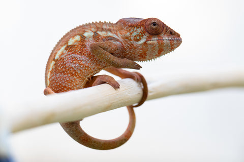 Holdbacks/Individuals: Ambilobe offspring from "Ankavia" (AKA Lefty) x "Amparasily" (AKA Silky) - Hatched November 2024 - Female #2