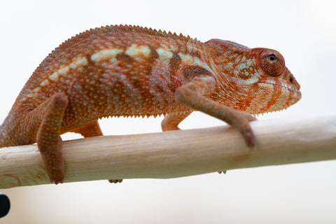 Holdbacks/Individuals: Ambilobe offspring from "Ankavia" (AKA Lefty) x "Amparasily" (AKA Silky) - Hatched November 2024 - Female #2