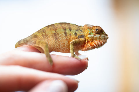 Holdbacks/Individuals: Ambilobe offspring from "Ankavia" (AKA Lefty) x "Nala-andriana" (AKA Scorpion Queen) - Hatched Jan/Feb 2025 - Female #1