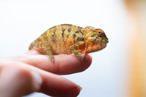 Holdbacks/Individuals: Ambilobe offspring from "Ankavia" (AKA Lefty) x "Nala-andriana" (AKA Scorpion Queen) - Hatched Jan/Feb 2025 - Female #1