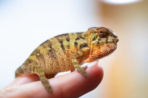 Holdbacks/Individuals: Ambilobe offspring from "Ankavia" (AKA Lefty) x "Nala-andriana" (AKA Scorpion Queen) - Hatched Jan/Feb 2025 - Female #1