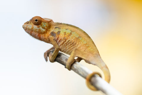 Holdbacks/Individuals: Ambilobe offspring from "Ankavia" (AKA Lefty) x "Nala-andriana" (AKA Scorpion Queen) - Hatched Jan/Feb 2025 - Female #1
