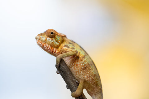 Holdbacks/Individuals: Ambilobe offspring from "Ankavia" (AKA Lefty) x "Nala-andriana" (AKA Scorpion Queen) - Hatched Jan/Feb 2025 - Female #1