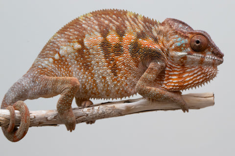 Holdbacks/Individuals: Ambilobe offspring from "Ankavia" (AKA Lefty) x "Nala-andriana" (AKA Scorpion Queen) - Hatched Jan/Feb 2025 - Female #3