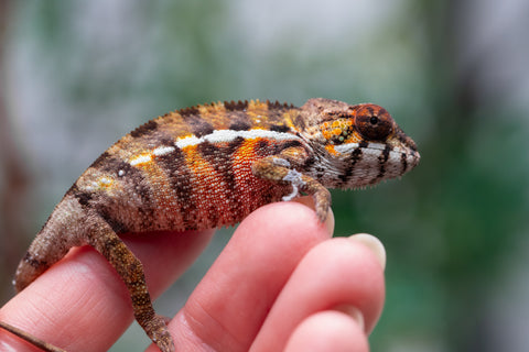 Holdbacks/Individuals: Ambilobe offspring from "Ankavia" (AKA Lefty) x "Nala-andriana" (AKA Scorpion Queen) - Hatched Jan/Feb 2025 - Male #5